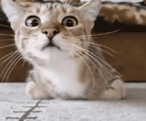 Кот, который смотрит фильм ужасов, стал звездой Интернета