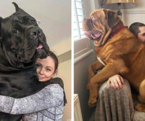 15 фотографий ну очень больших собак, глядя на которых хочется спросить хозяев: «И давно вы у него живёте»