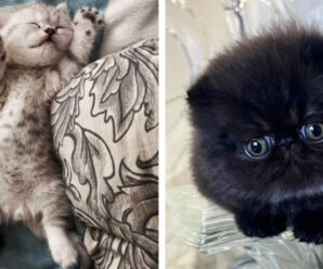 16 фото очаровательных котят, глядя на которые, понимаешь, для чего создали интернет