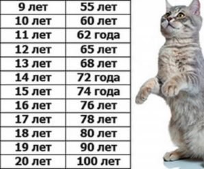 А вы знаете сколько лет вашей кошке по человеческим меркам?