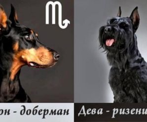 ﻿Ваш знак Зодиака расскажет, с собакой какой породы вы больше всего похожи