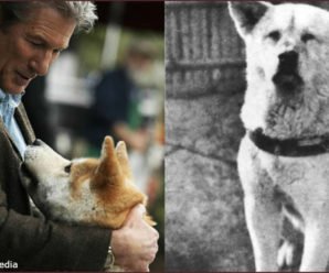 Истинная история Хатико, собаки, которая вдохновила на фильм Ричарда Гира