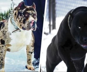 11 самых страшных пород собак, которые существуют на планете
