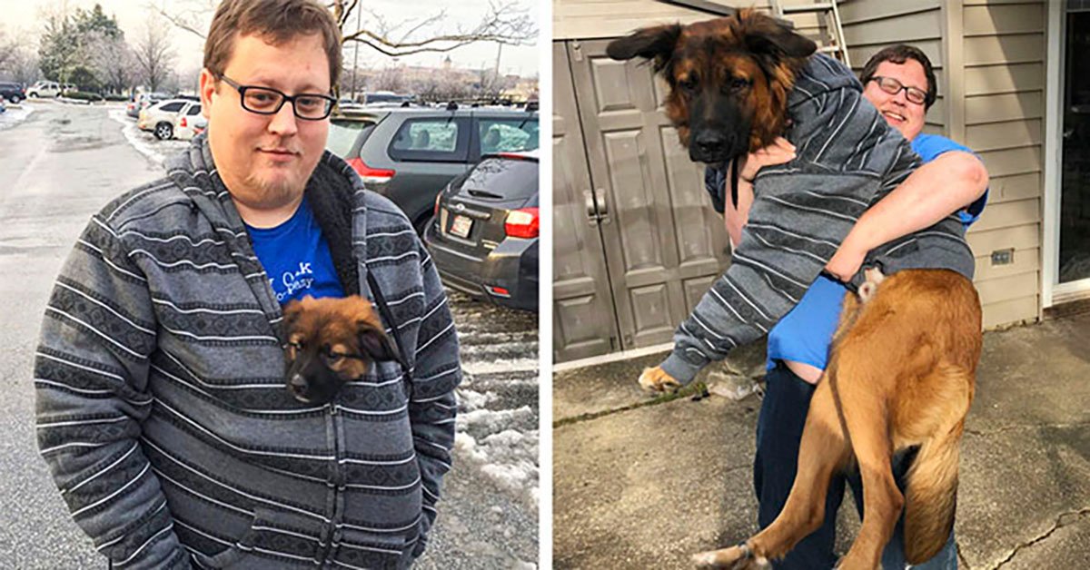 Гигантские собаки. Лабрадудль взрослый. Он вырастит большим. Собаки которые не вырастают большими. Немецкая овчарка по месяцам.