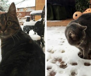 Минутка хорошего настроения или котики, которые увидели первый снег