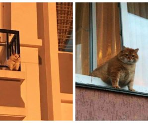 14 фото о том, что коты жить не могут без окон