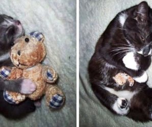 30 фото кошек с любимыми игрушками детства До и После